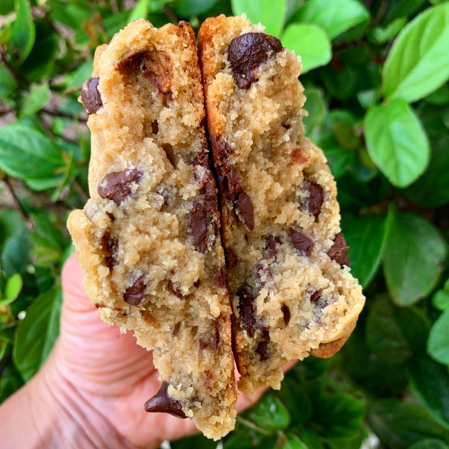 Best Chocolate Chip Cookie orlando homemade